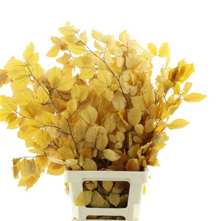 Pres Beech Leafs Yellow