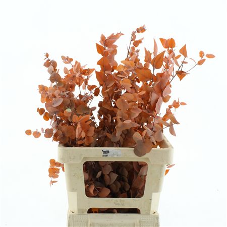 Pres Stuartiana Orange