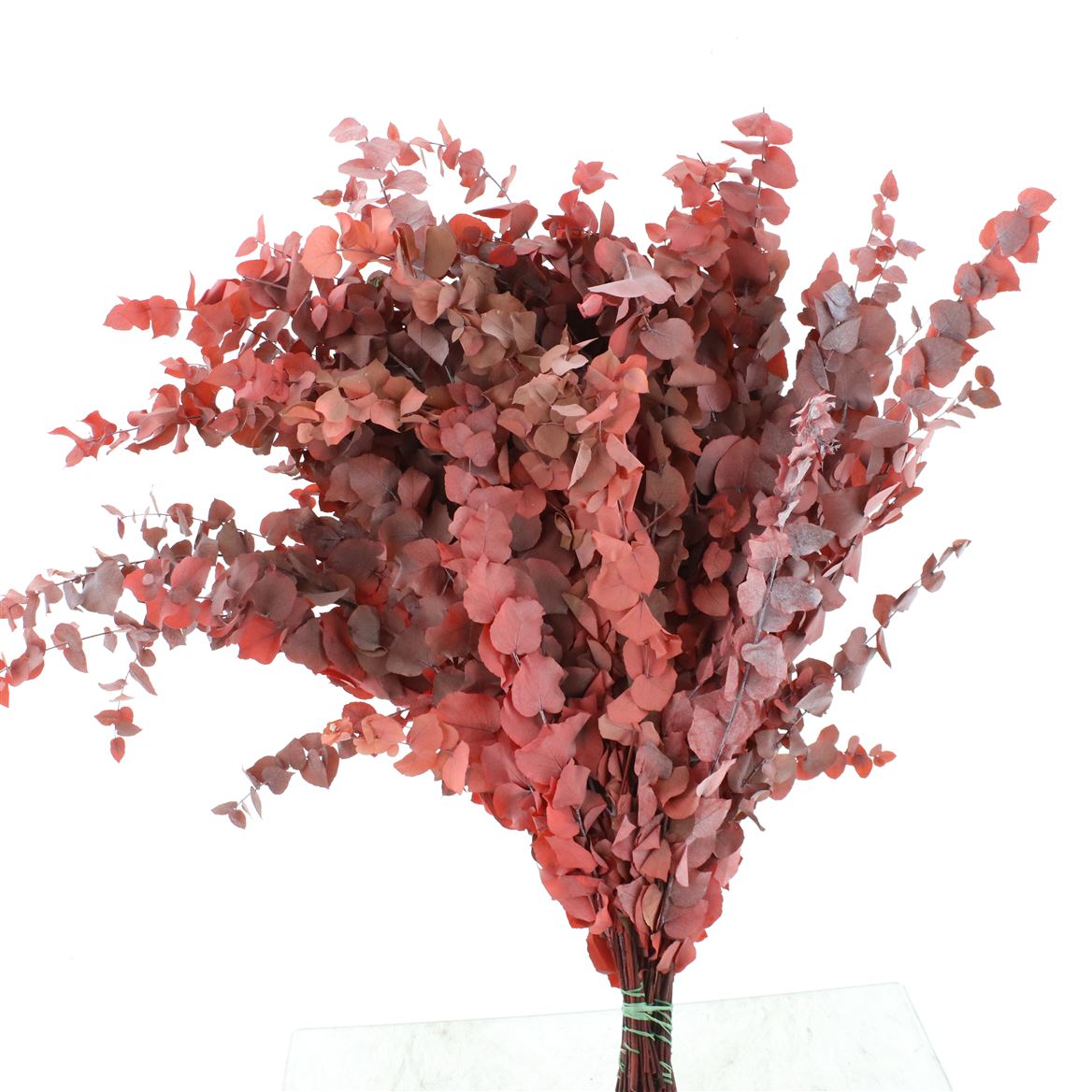 Eucalyptus Stuartiana Autumn Red Per Bunch 70cm 200gr.