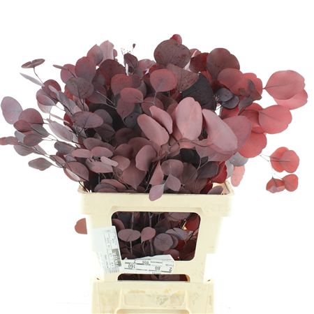 Pres Populus Red