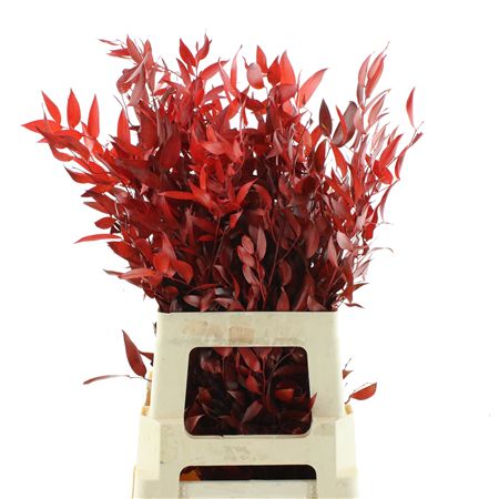 Pres Ruscus It Red