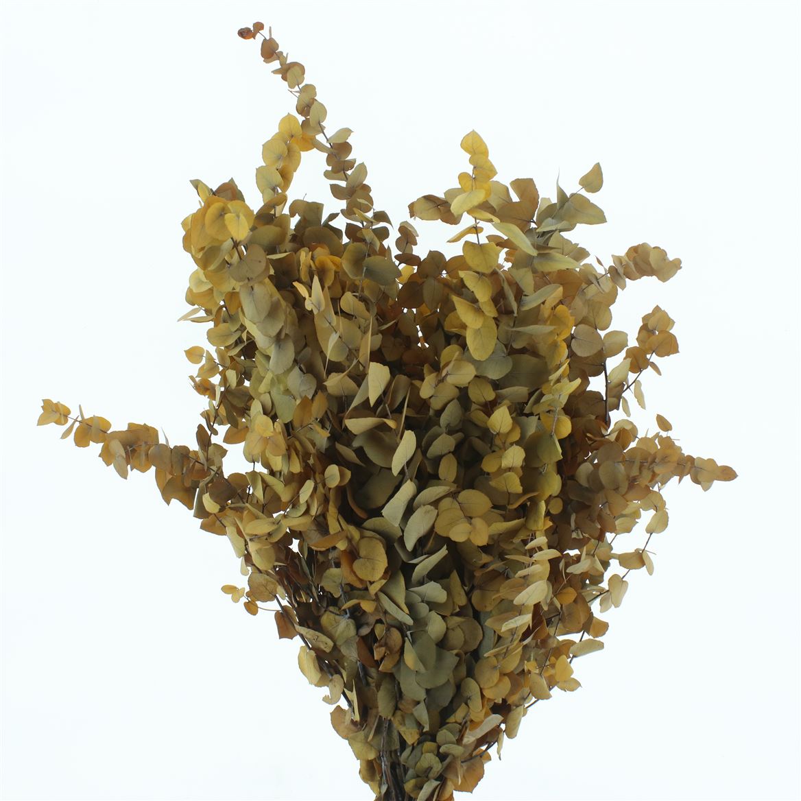Eucalyptus Stuartiana Autumn Yellow Per Bunch 70cm 200gr.
