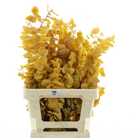 Pres Stuartiana Yellow