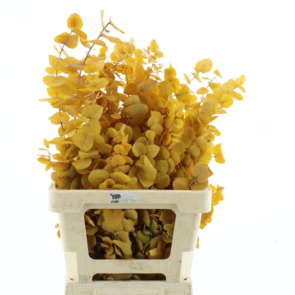 Eucalyptus Stuartiana Autumn Yellow Per Bunch 70cm 200gr.