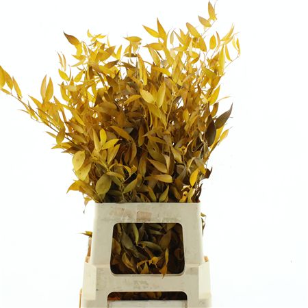 Pres Ruscus It Yellow