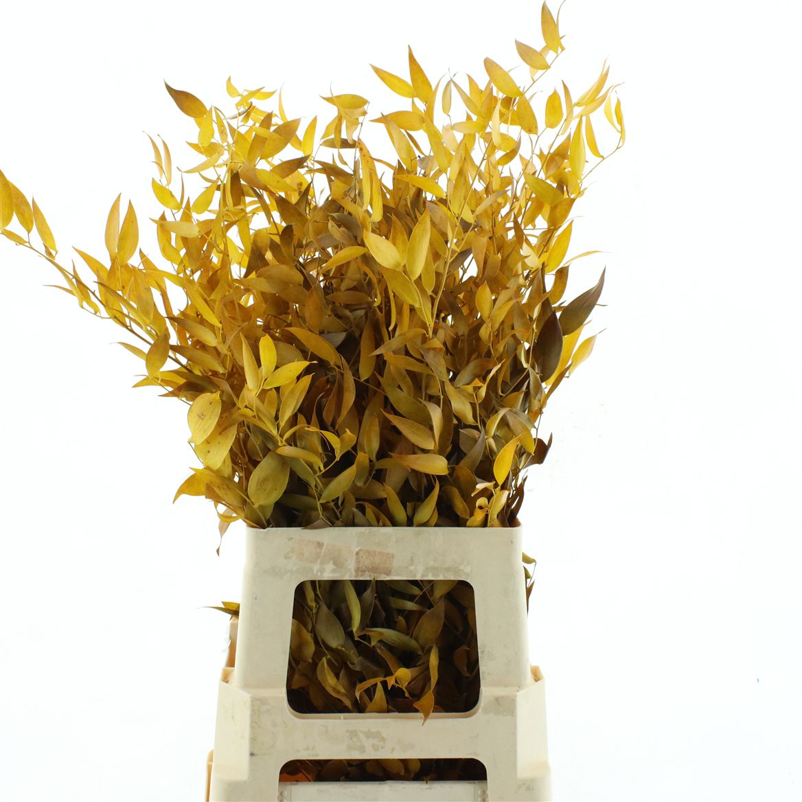 Eucalyptus Stuartiana Autumn Yellow Per Bunch 70cm 120gr.
