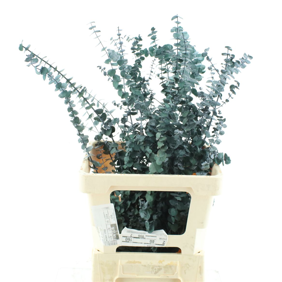 Eucalyptus Stuartiana Autumn Per Bunch 70cm 200gr.