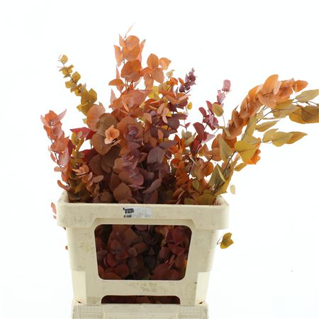 Pres Stuartiana Autumn Mix