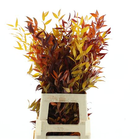 Pres Ruscus It Autumn Mix