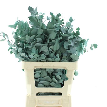 Pres Stuartiana Grey