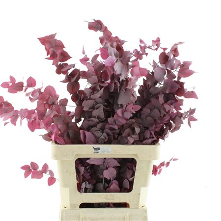 Pres Stuartiana Cerise