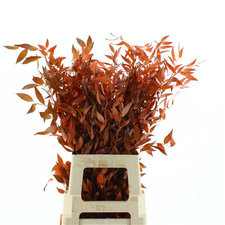 Pres Ruscus It Orange