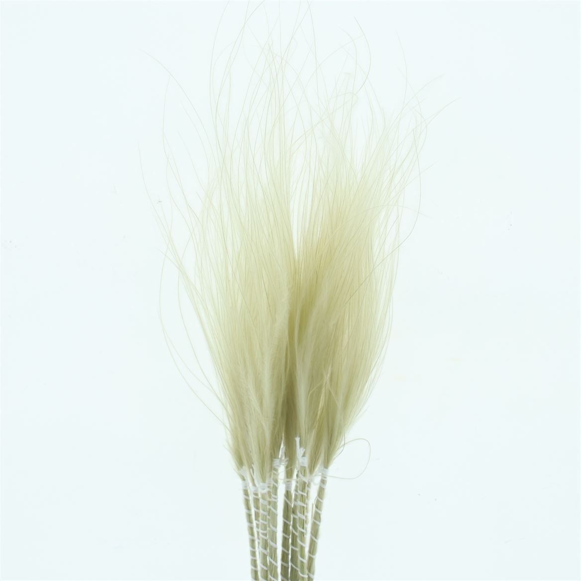Stypha White Per Bunch 60cm