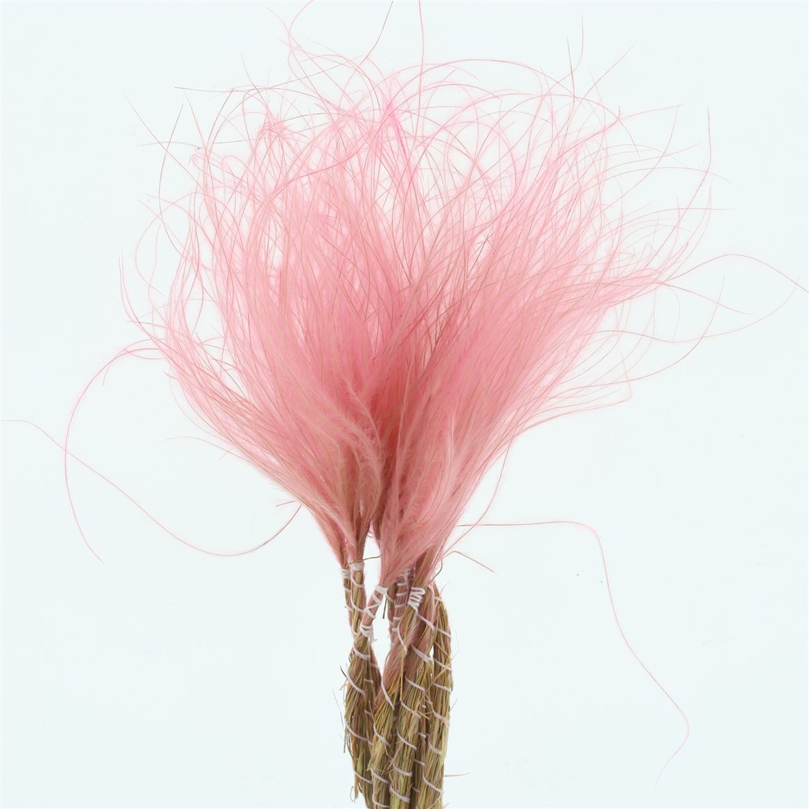 Stypha Pink Per Bunch 60cm