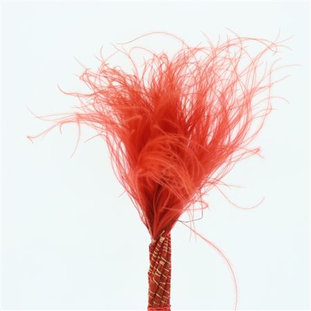 Dried Stypa Penata Red Fluffy P Bs