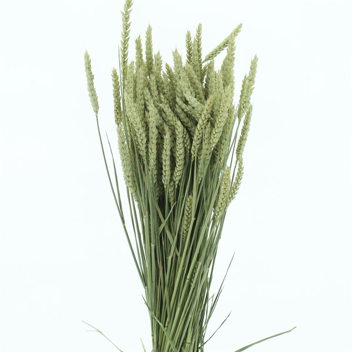 Triticum Natural Per Bunch 60cm