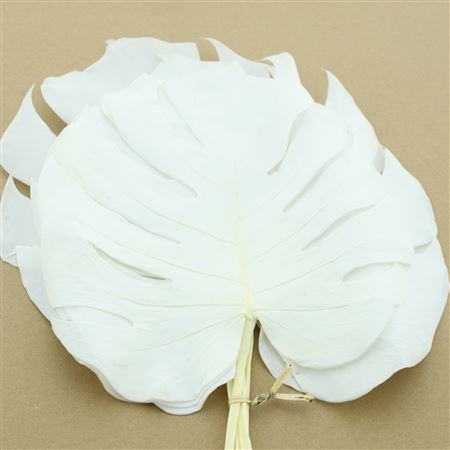 Pres Monstera Leaves Bleached