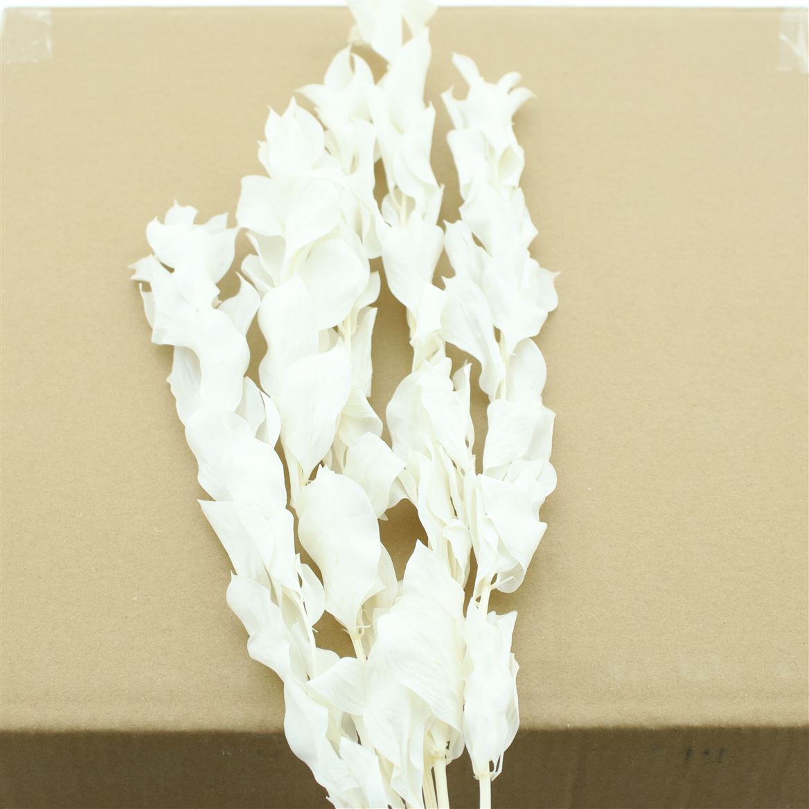 Ruscus Hypophyllum White Per Bunch 50cm