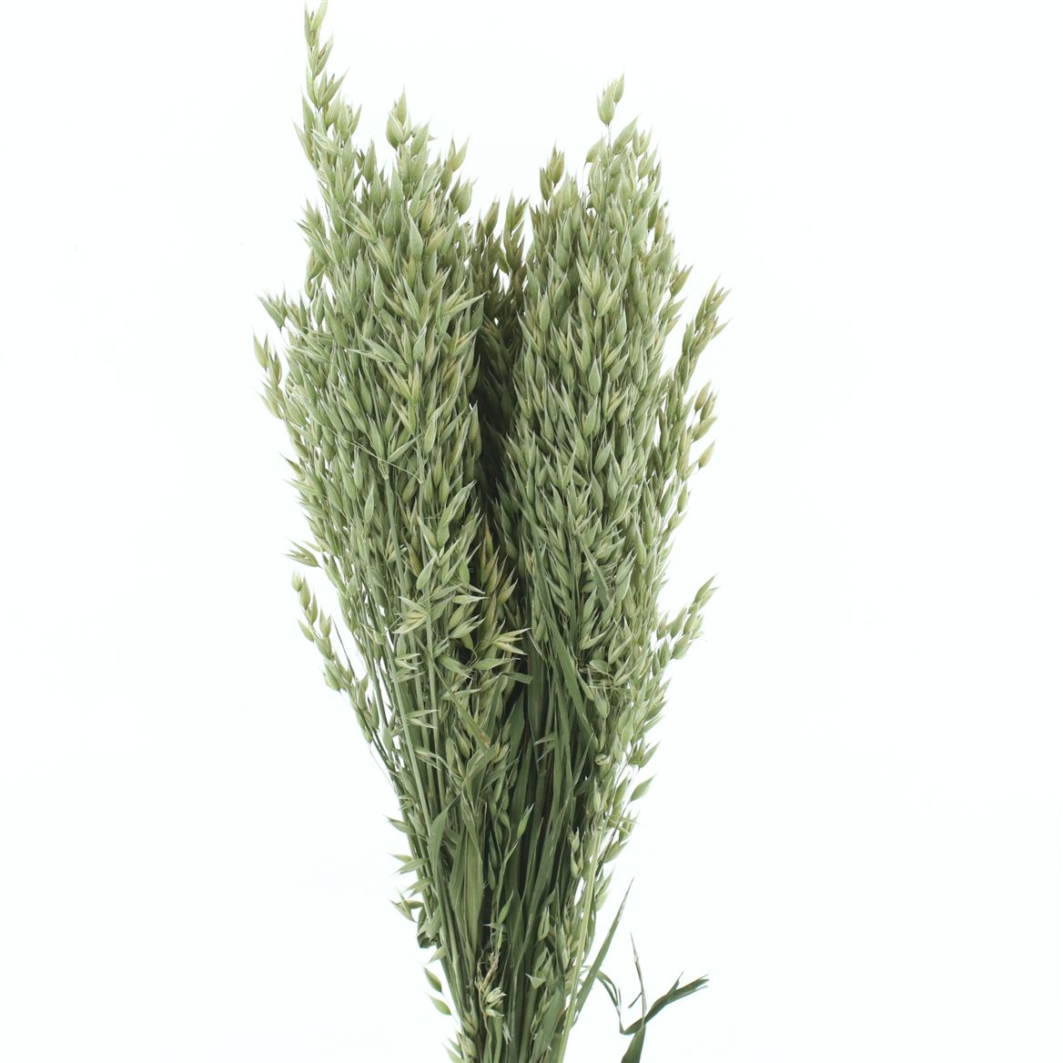 Avena Natural Green Per Bunch 65cm