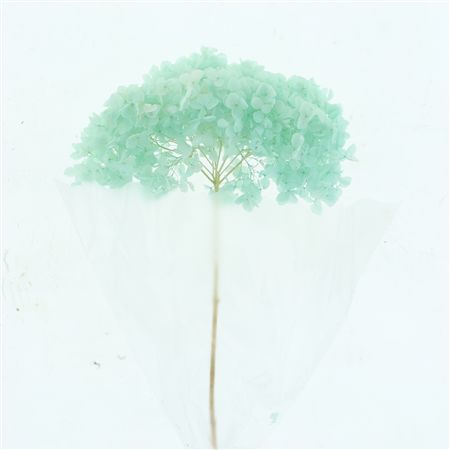 Pres Bleached Hydrangea Pastel Blue