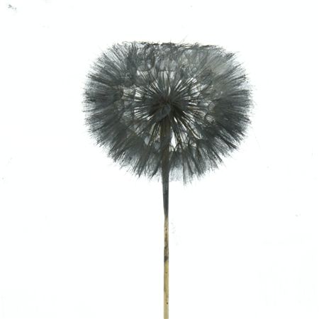Pres Dandelion Black