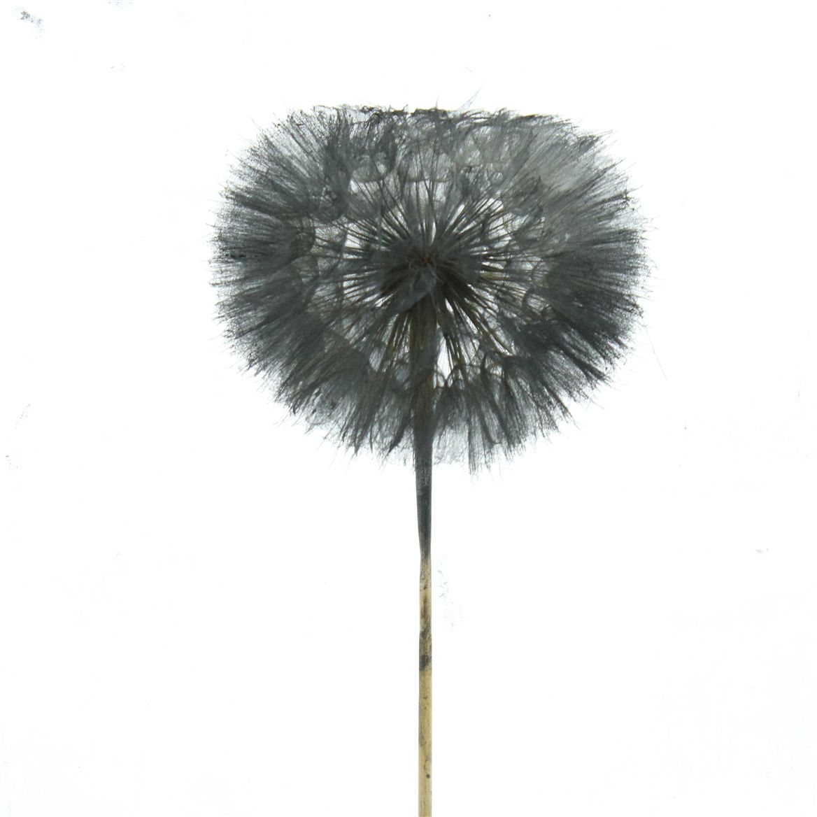 Taraxacum Puste Black 35cm 20gr.