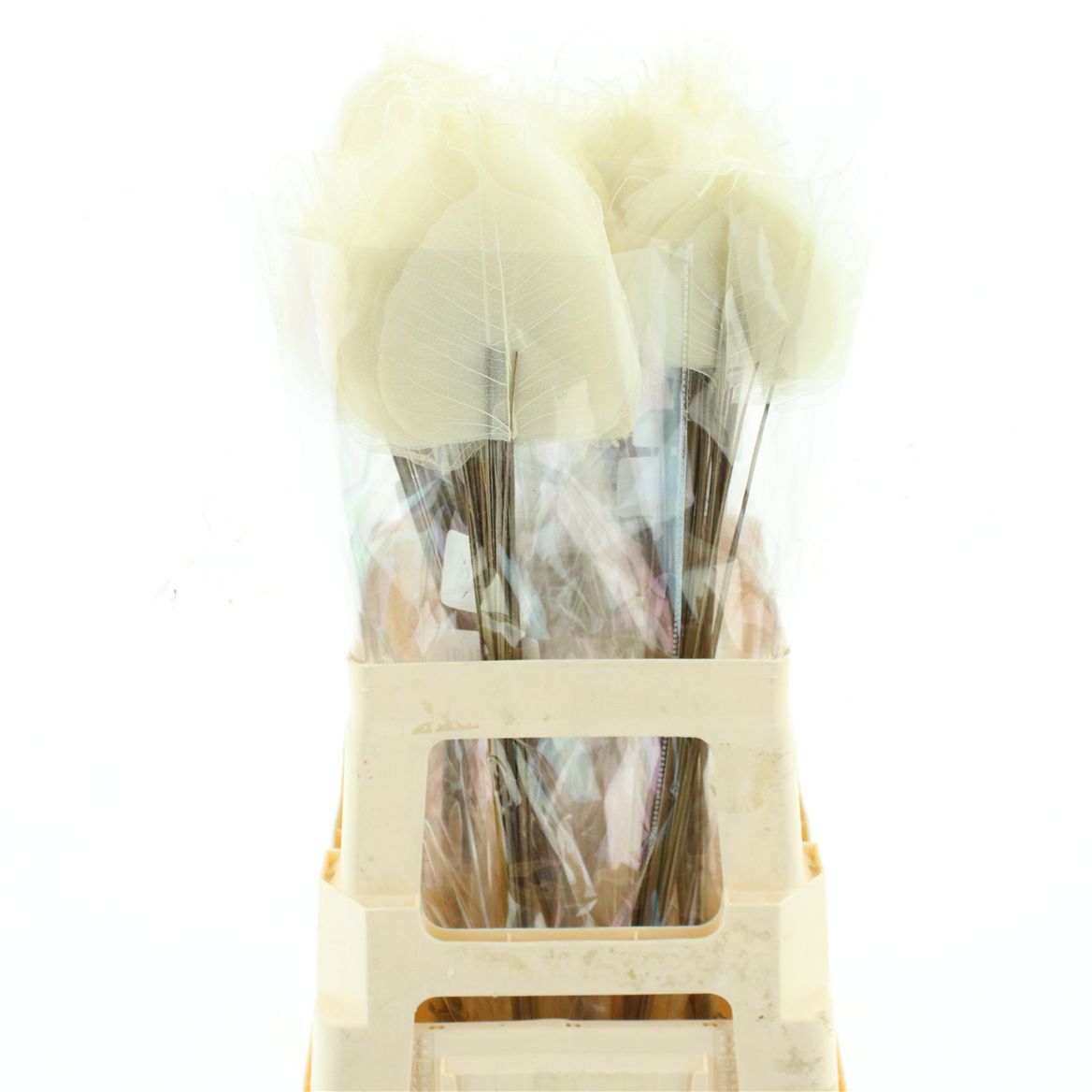 Salix Skeleton 60cm