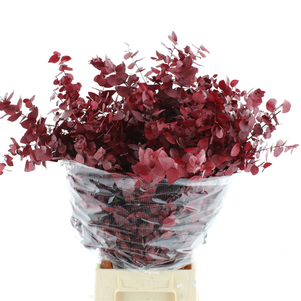 Eucalyptus Stuartiana Autumn Bordeaux Per Bunch 70cm 150gr.