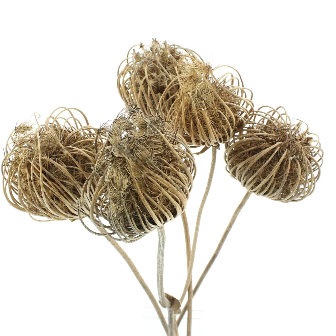 Ammi Majus Natural 90cm