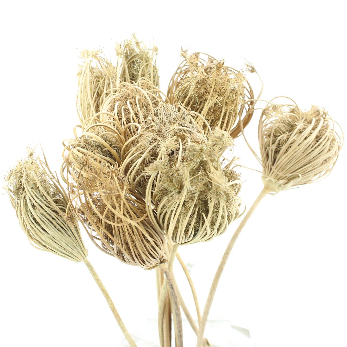 Ammi Majus Natural 50cm