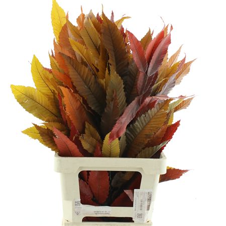 Pres Chestnut Leaf Autumn Mix