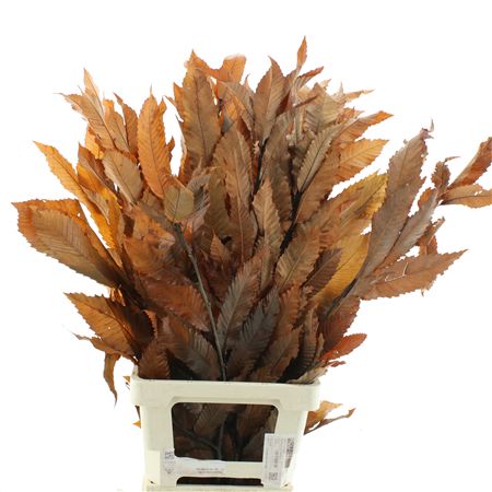 Pres Chestnut Leaf Orange