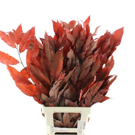 Pres Chestnut Leaf Red