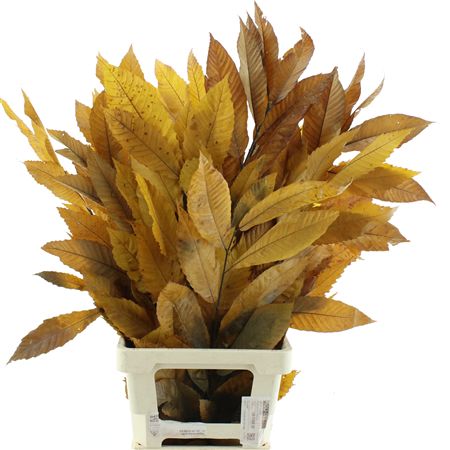 Pres Chestnut Leaf Yellow