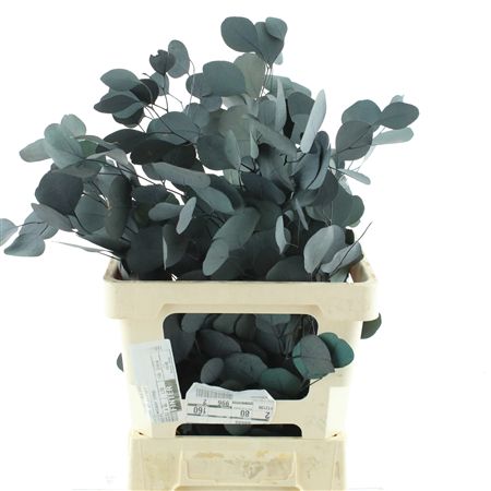 Pres Populus Green
