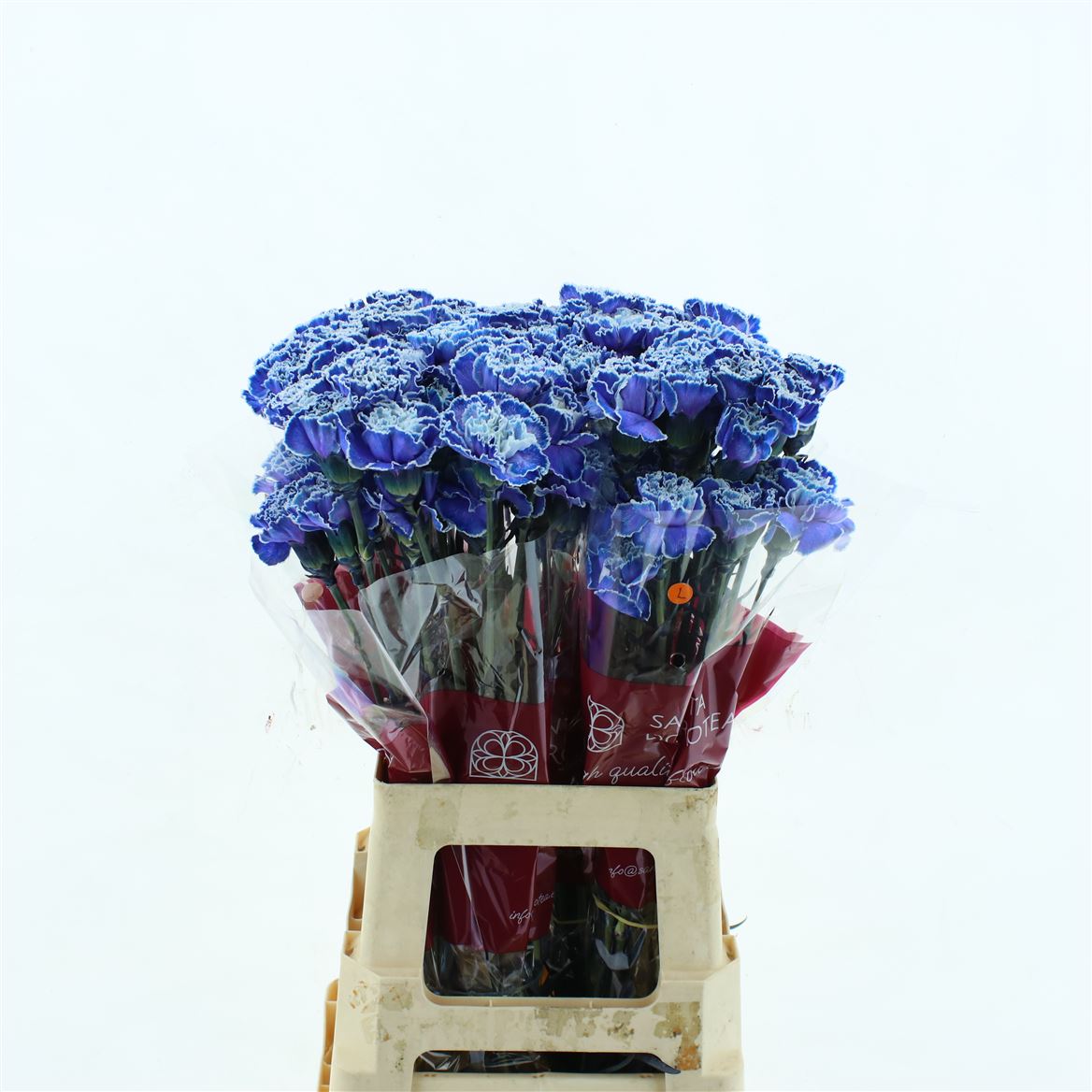 Dianthus Single Painted Blue Indie 70cm