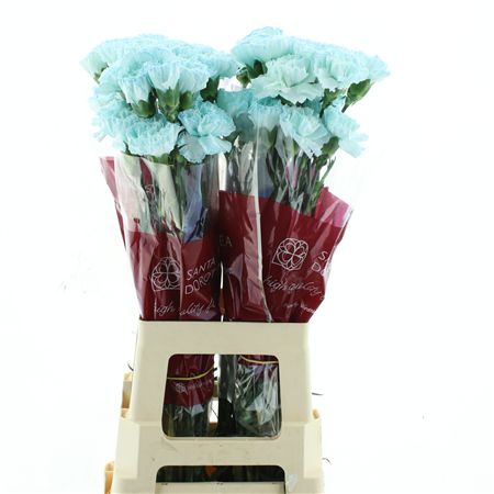 Di St Col Klb H% Light Blue