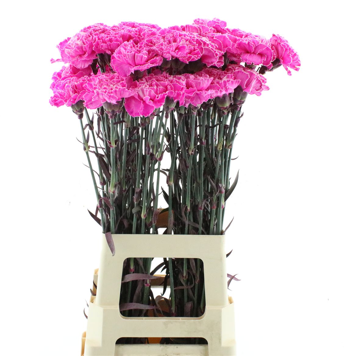 Dianthus Single Painted Cct-009 70cm