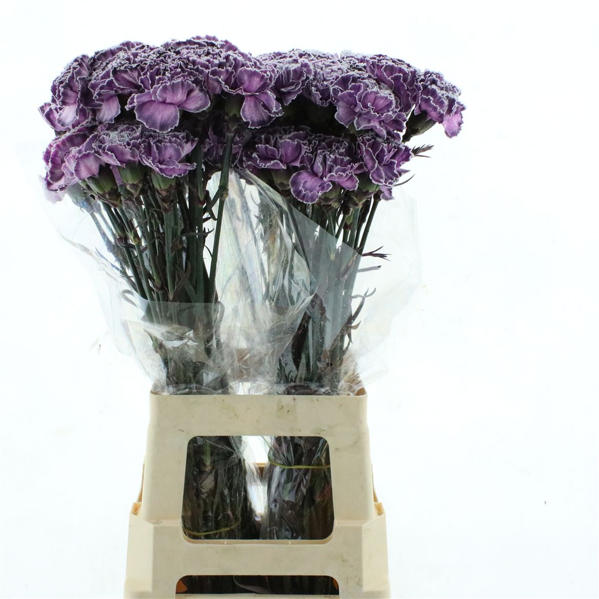 Dianthus Single Painted Cct-010 70cm