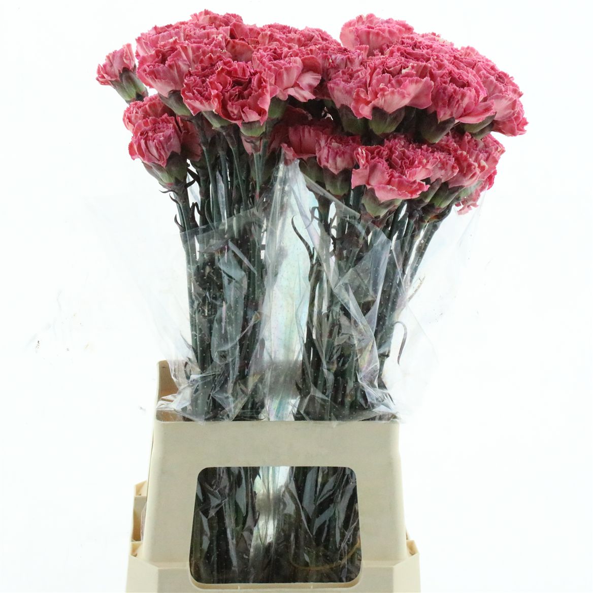 Dianthus Single Painted Cct-053 70cm
