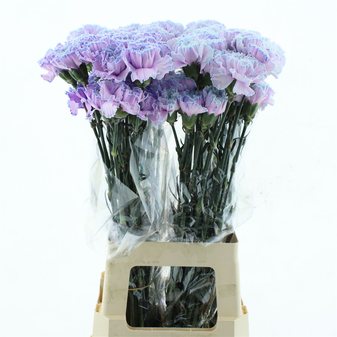 Dianthus Single Painted Cct-053 70cm