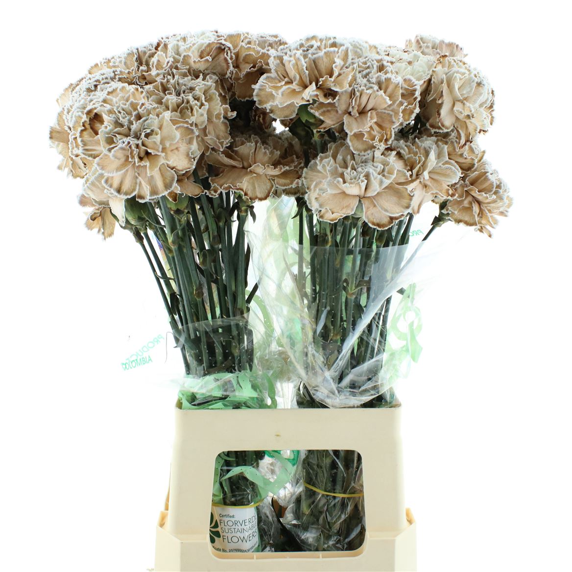 Dianthus Single Painted Cocoa 70cm