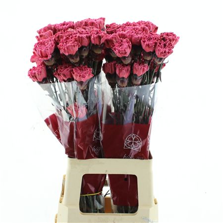 Di St Col Klb H% Lipstick