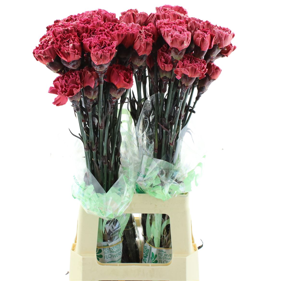 Dianthus Single Painted Lipstick Red 70cm