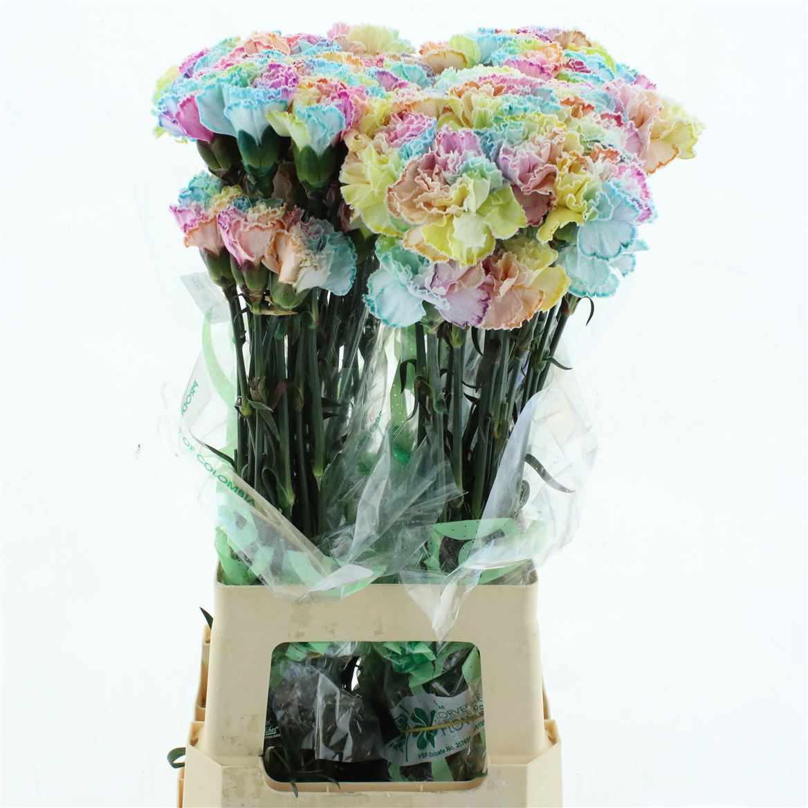 Dianthus Single Painted Radiant Cotton Candy 70cm
