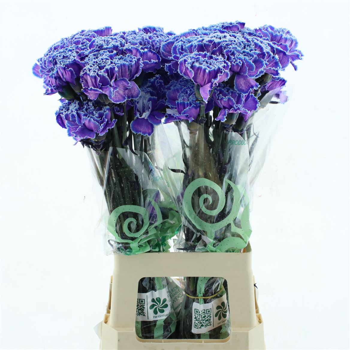 Dianthus Single Painted Violet Fantasy 70cm