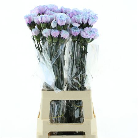 Di St Col Klb H% Cct-005