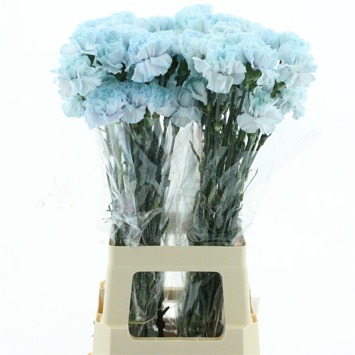 Dianthus St Ptd 70cm