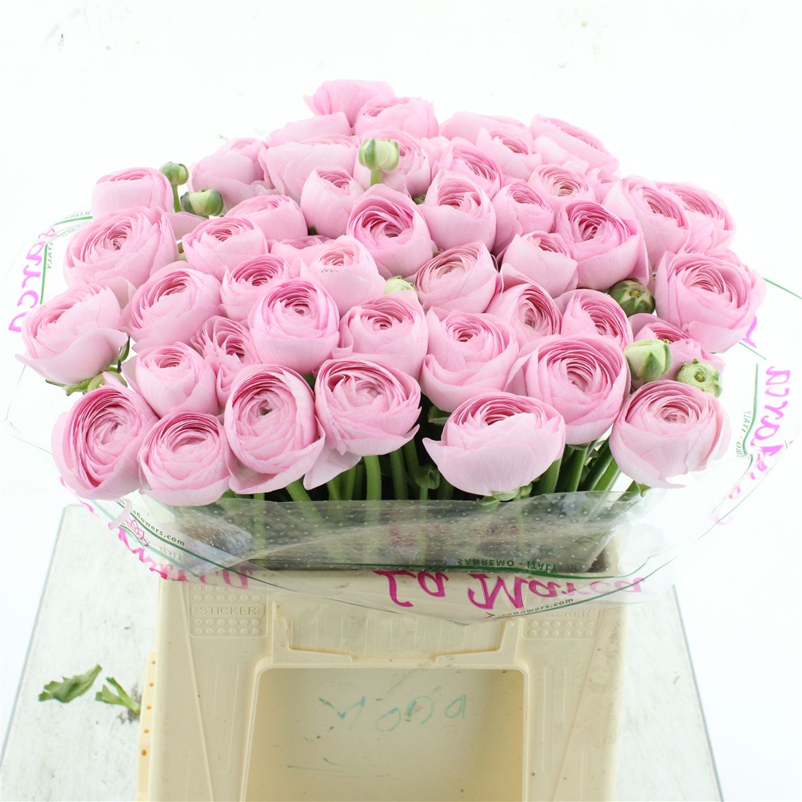 Ranunculus Success Hanoi 40cm 50gr.