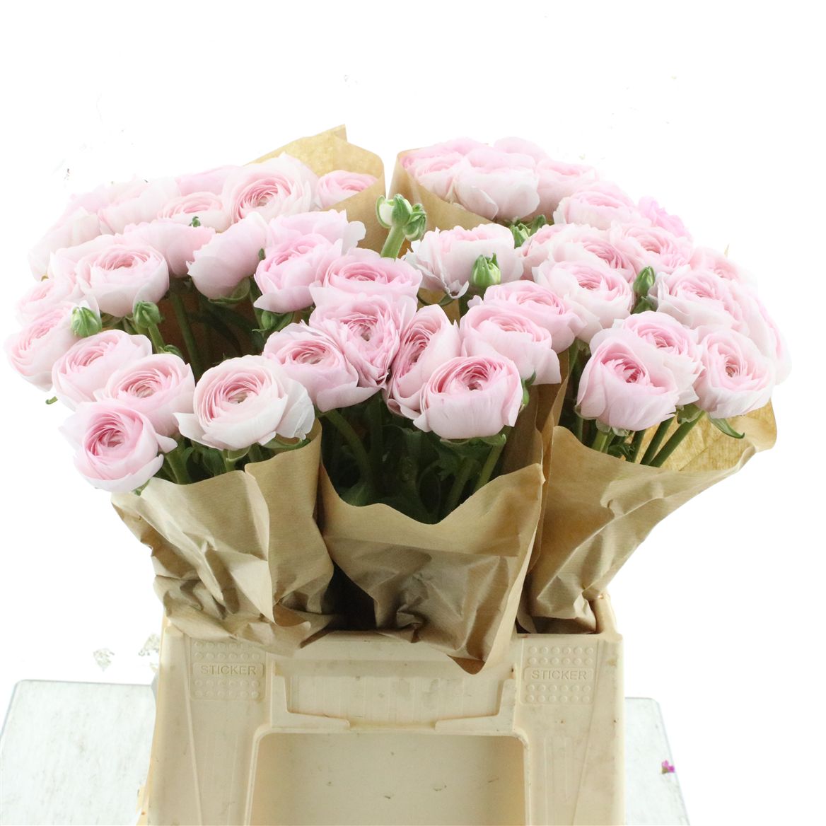 Ranunculus Success Hanoi 45cm 60gr.